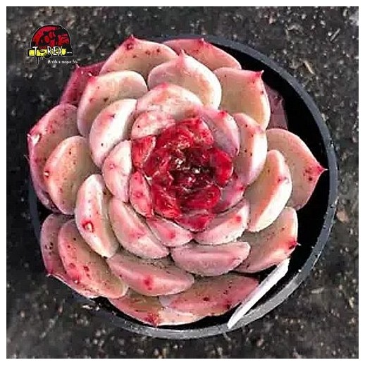 venda de muda de suculenta rara