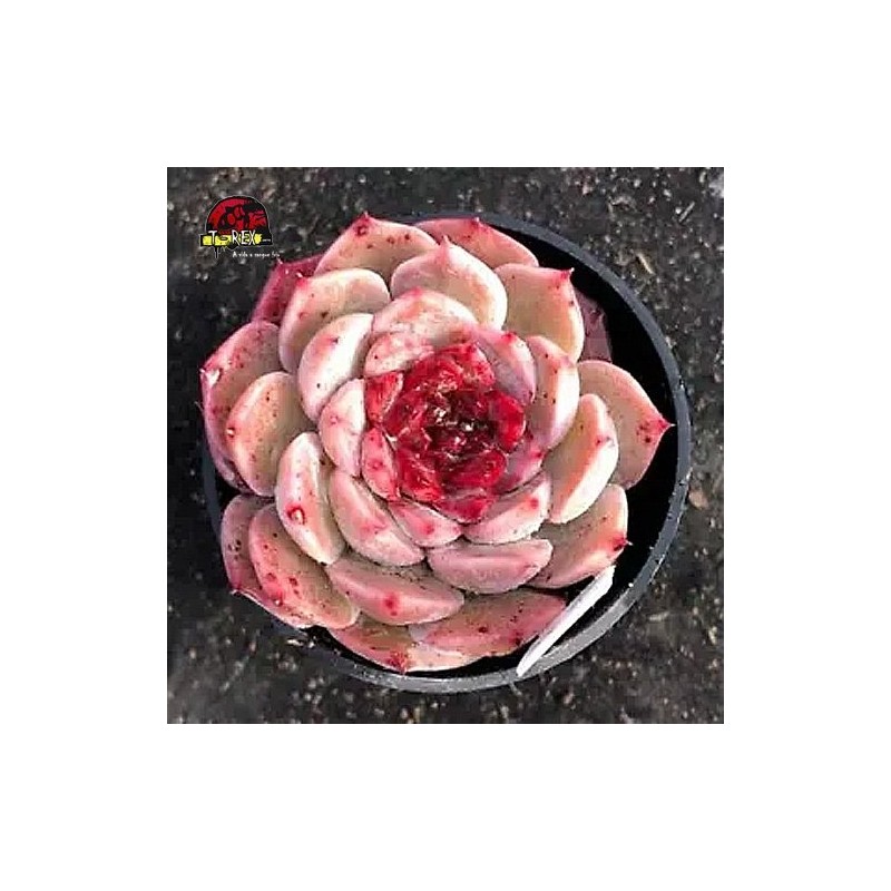 venda de muda de suculenta rara