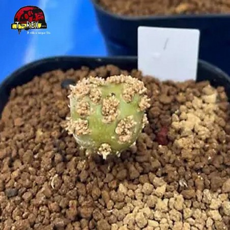 venda de suculenta rara no brasil