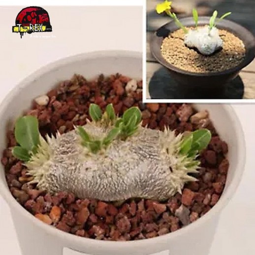 comprar muda de suculenra rara no brasil