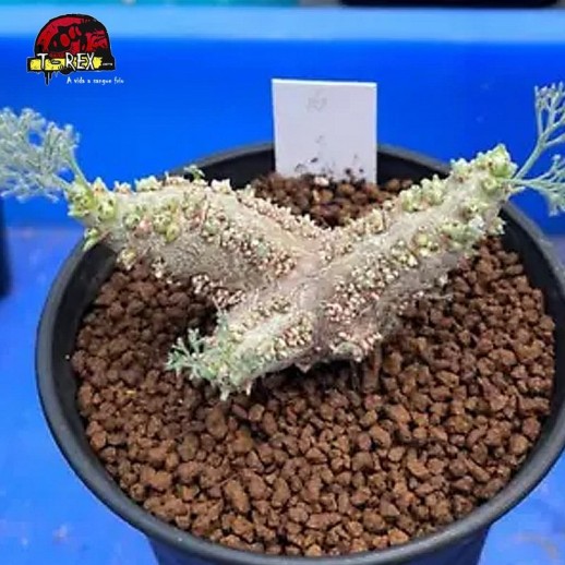 muda de suculenta rara no brasil