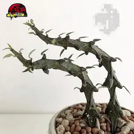 comprar suculenta rara no brasil