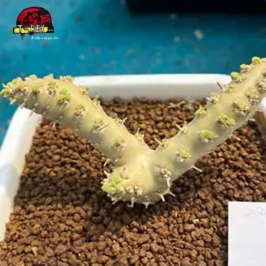 comprar muda de suculenta