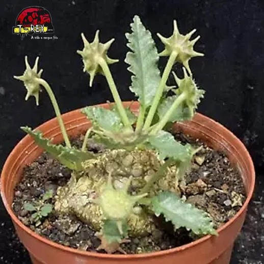 venda de suculenta rara no brasil