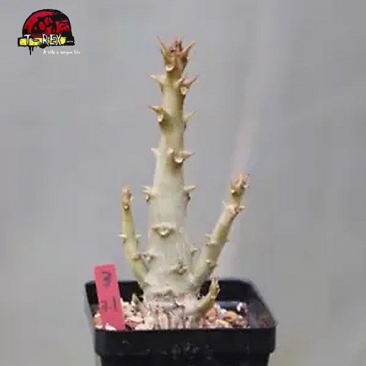 comprar muda de suculenta