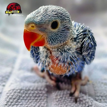 compre agora seu filhote de ring neck