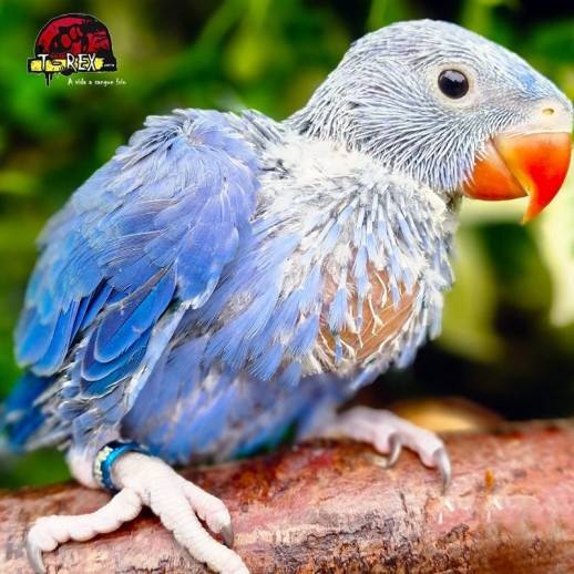 Filhote De Ring Neck Verde