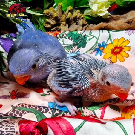 comprar filhotes de ring neck manço