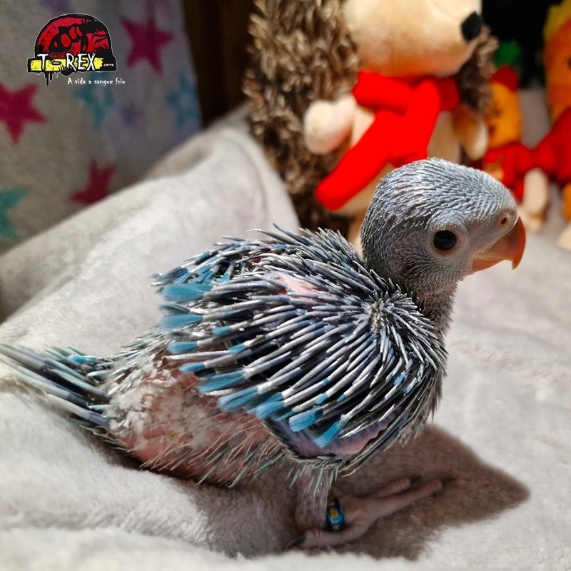 comprar ring neck filhote