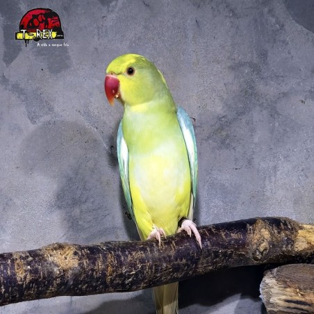 Ring Necks Encantadores à Venda - Explore a Beleza e o Encanto dos Ring Necks com a Nossa Coleção Exclusiva