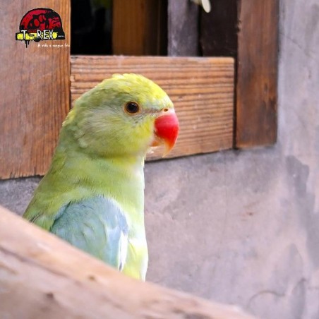 Ring Necks Encantadores à Venda - Explore a Beleza e o Encanto dos Ring Necks com a Nossa Coleção Exclusiva