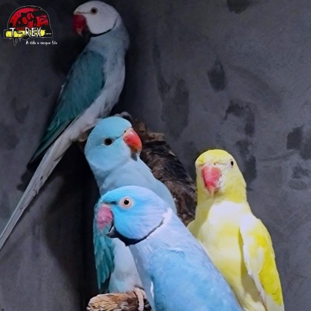 Ring Necks Encantadores à Venda - Explore a Beleza e o Encanto dos Ring Necks com a Nossa Coleção Exclusiva