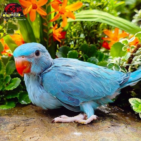 comprar ring neck cor azul