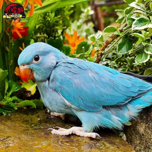 comprar ring neck cor azul