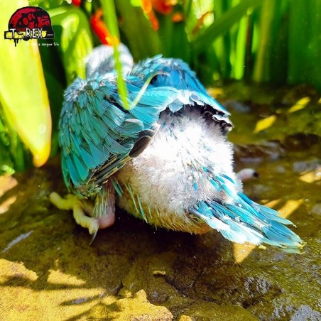 comprar filhote de ring neck