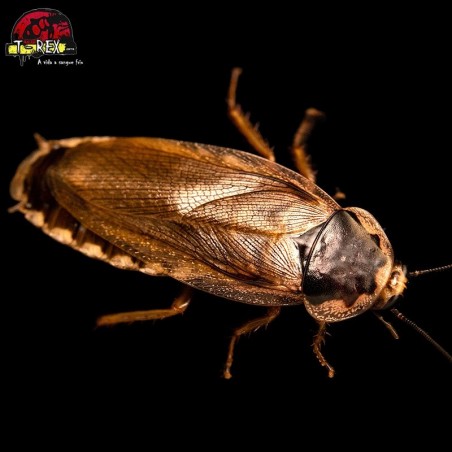 Barata palida alimento vivo para répteis