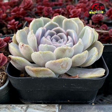 comprar suculenta rara