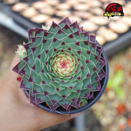 comprar muda de suculenta