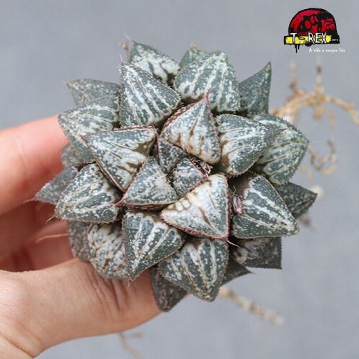 comprar suculenta rara