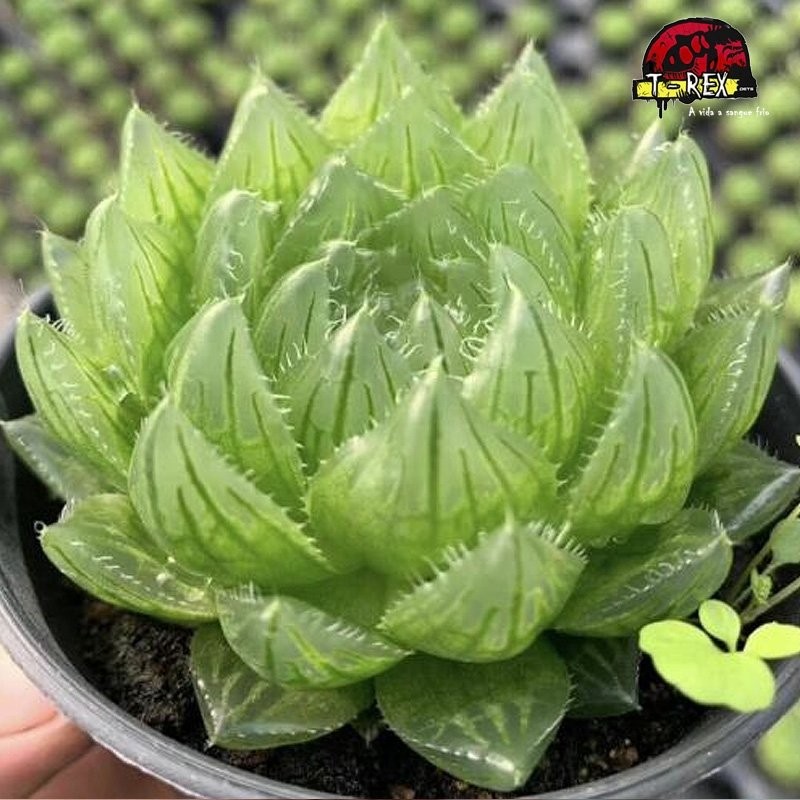 comprar suculenta rara