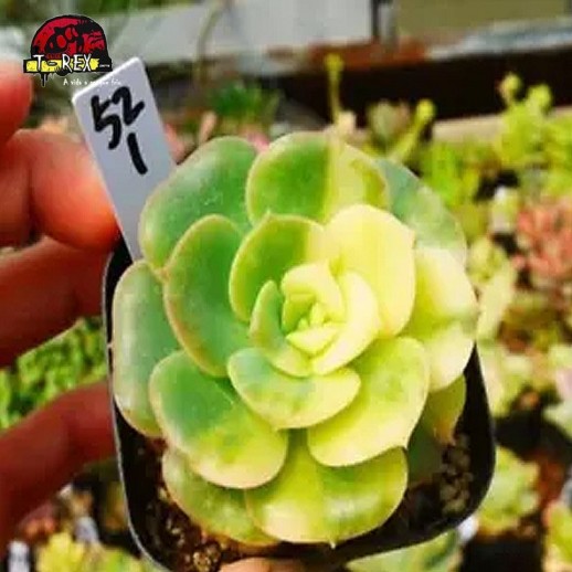 comprar suculenta rara