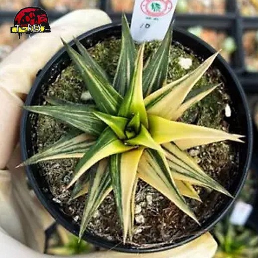 comprar suculenta rara