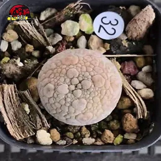 comprar suculenta rara