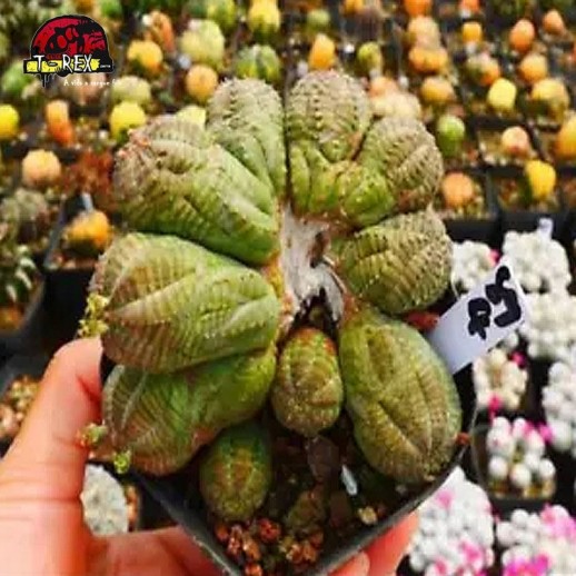 comprar suculenta rara