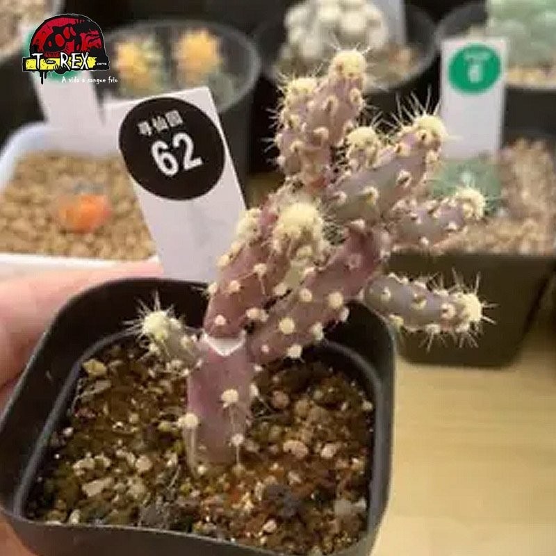 comprar suculenta rara