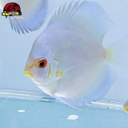acara disco albino