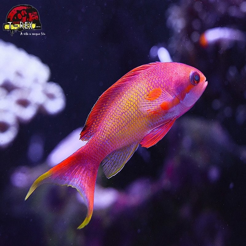 comprar peixes de água salgada