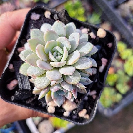 comprar suculenta rara