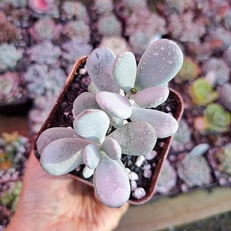 comprar suculenta rara