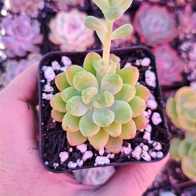 comprar suculenta rara