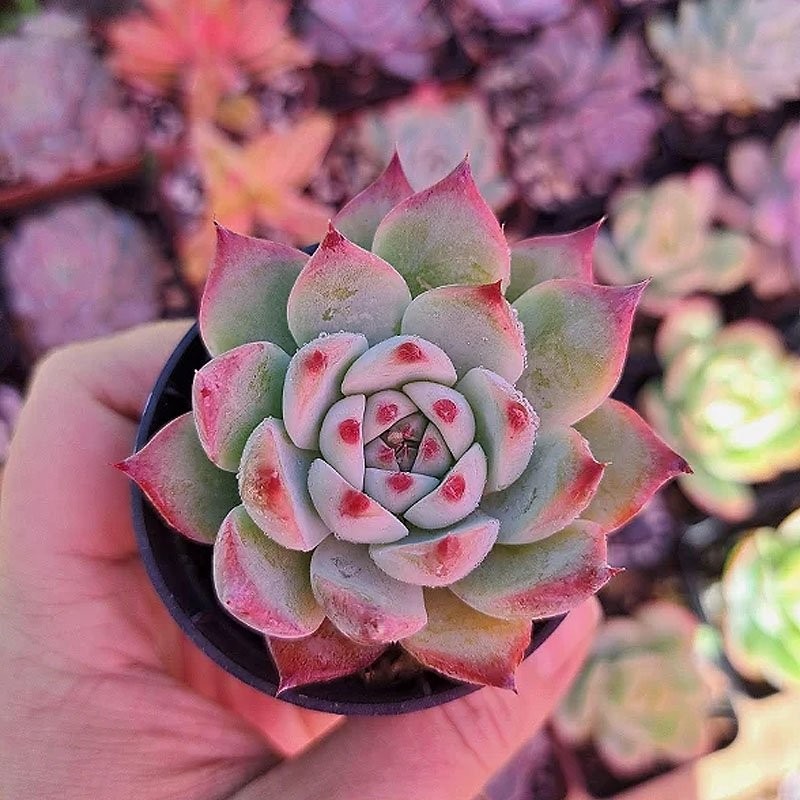 comprar suculenta rara