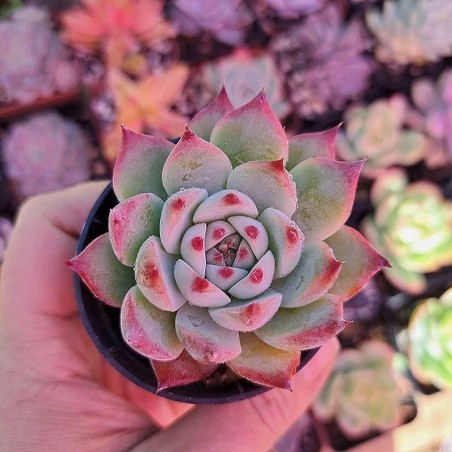 comprar suculenta rara