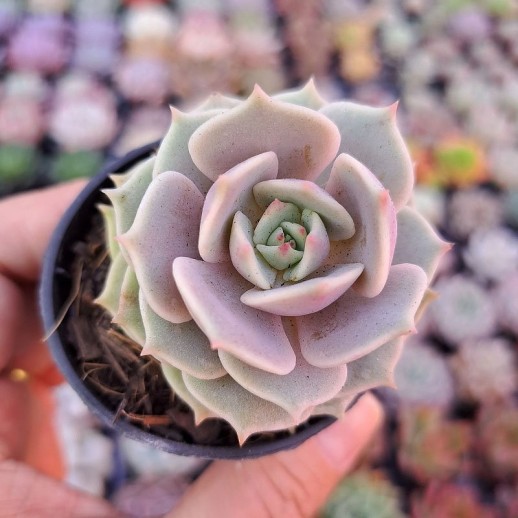 Muda De Suculenta Echeveria...
