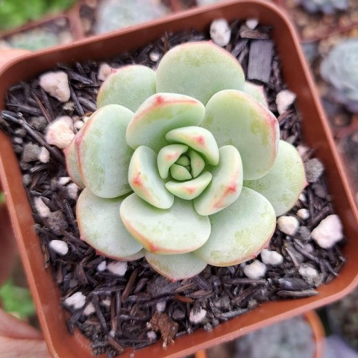 Muda De Suculenta Sedeveria...