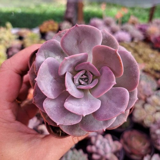 muda de echeveria venezuelensis