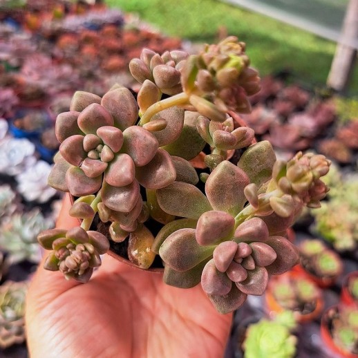 Muda De Suculenta...