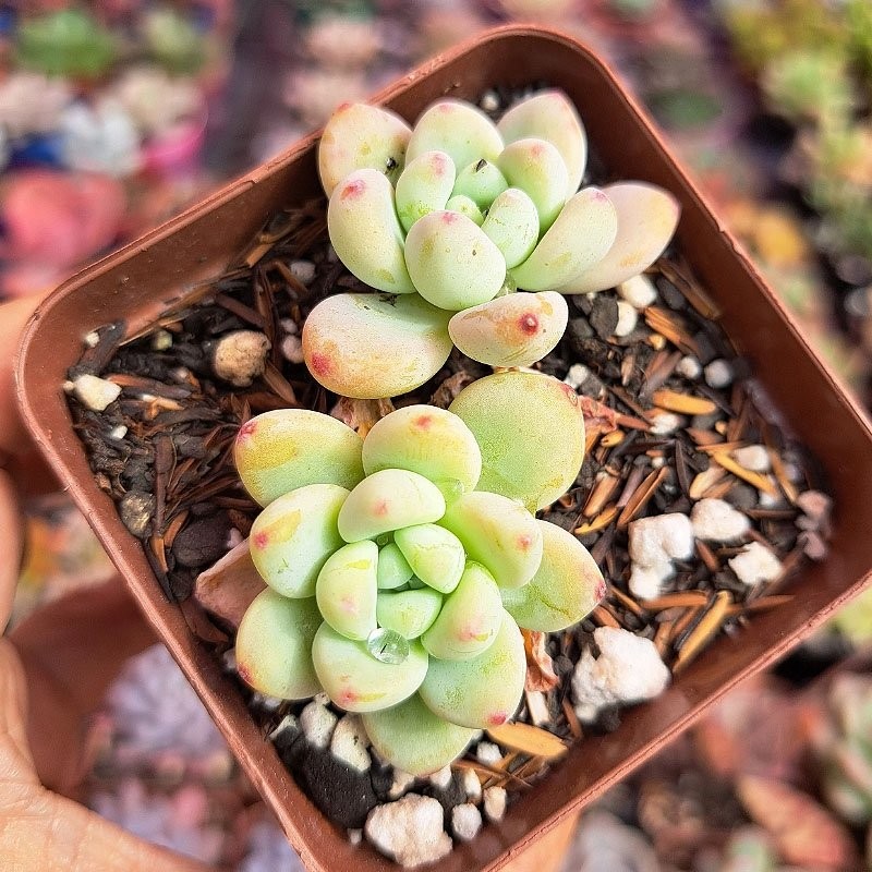 muda de sedum clavatum