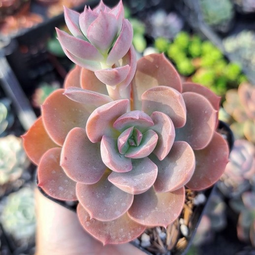 muda de echeveria rose wine