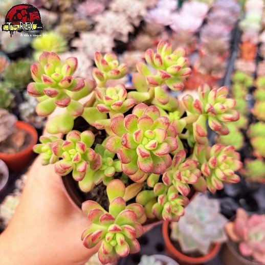 Muda De Suculenta Echeveria...