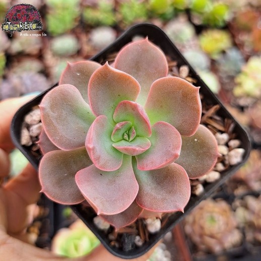 Muda De Suculenta Echeveria...