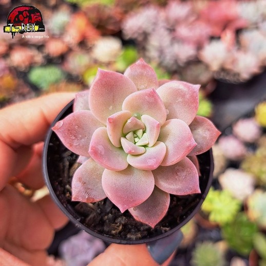 Muda De Suculenta...