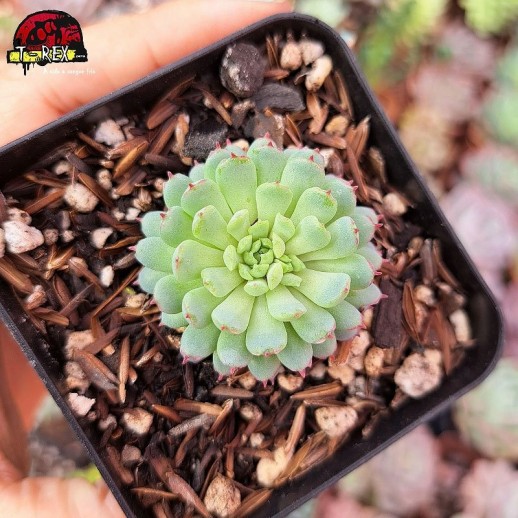 Muda De Suculenta Echeveria...