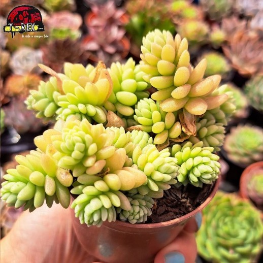 Muda De Suculenta Colar de...