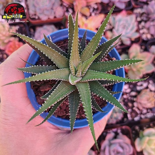 Muda De Suculenta Rabo de...