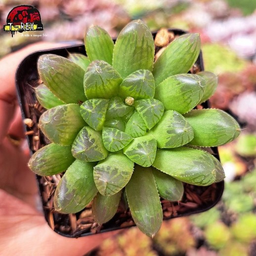 Muda De Suculenta Haworthia...