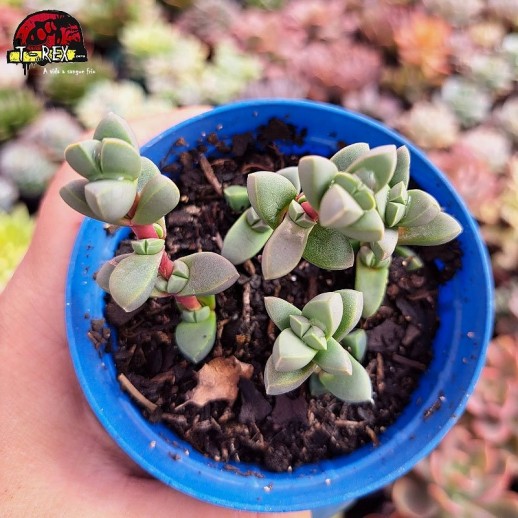 Muda De Suculenta Coração...